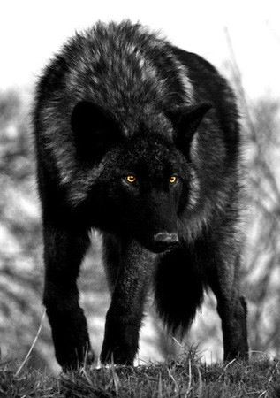 Bonnie wolf.jpg