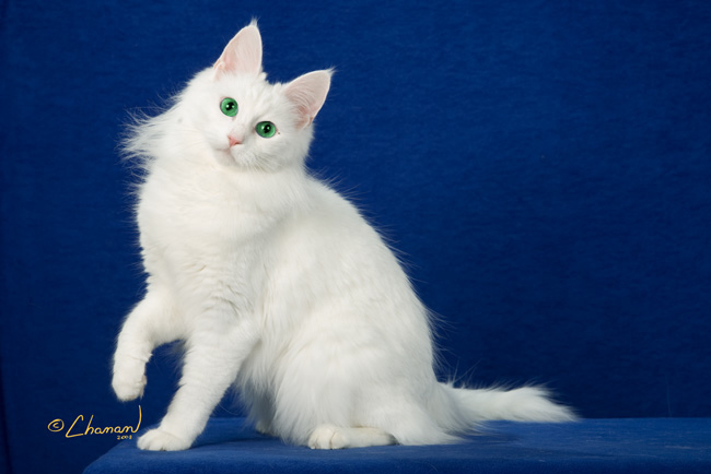 White kitty.jpg