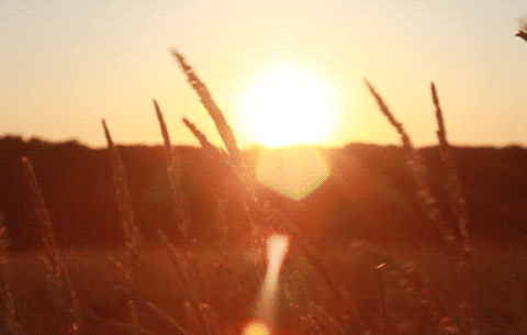 Wheat in the Sun.gif