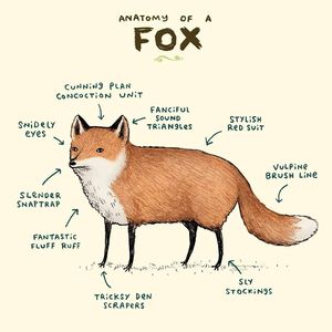 Fox Anatomy .jpg