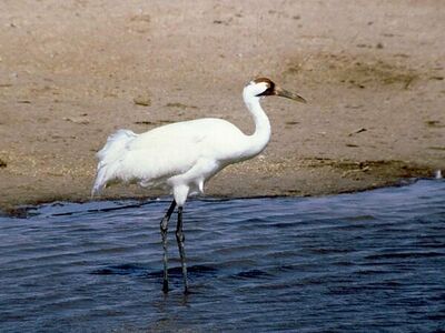 WhoopingCrane2.jpg
