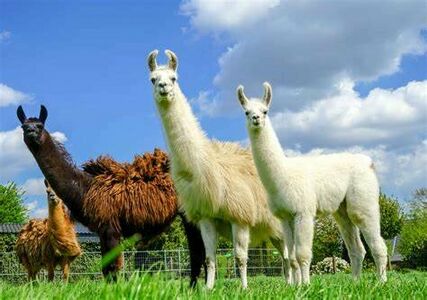 Llamas1.jpg
