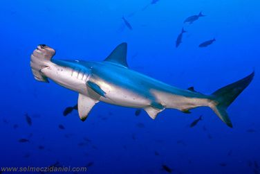 Debs-Hammerhead-shark.jpg