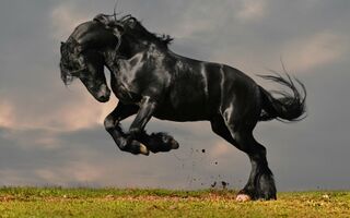 Friesian1.jpg