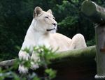 Elsabe Lioness1.jpg