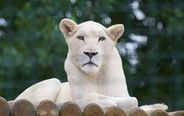 Elsabe Lioness2.jpg