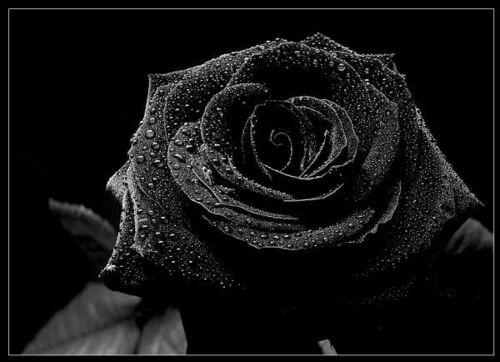 Black-Rose-04.jpg