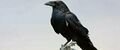 Raven02.jpg
