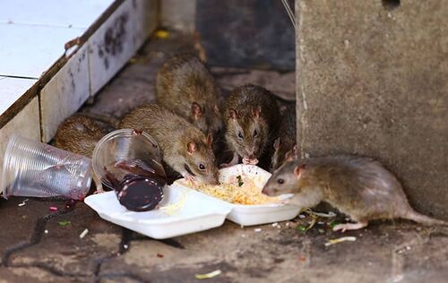 Rats eating.jpg