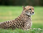 Cheetah01.jpg
