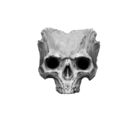 D-skull-01.png