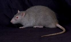 Its a rat!