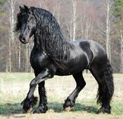 Friesian.jpg