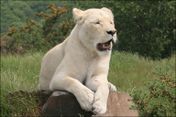Elsabe Lioness3.jpg