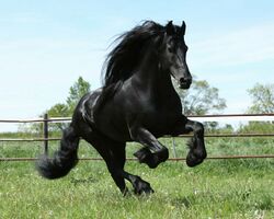 Friesian2.jpg
