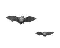 Bat.png