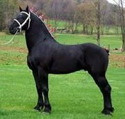 Percheron.jpg