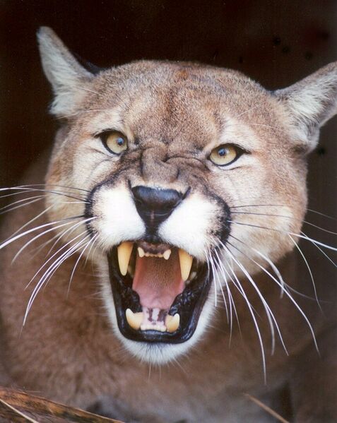File:Bonnie cougar.jpg