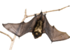 Bat2.png