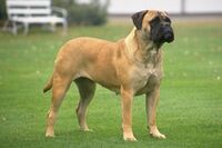 Shioris Bullmastiff.jpg