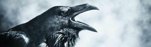 WildRaven.jpg