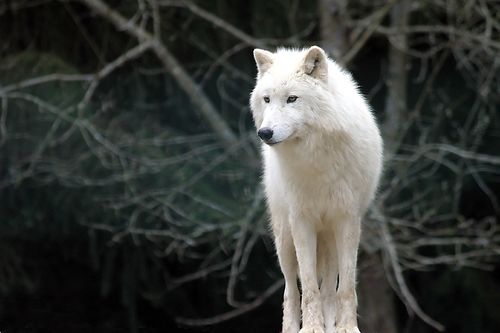 Eirik-wolf1.jpg