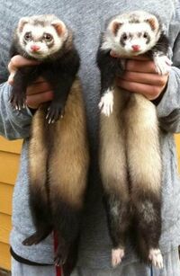 Ferrets.jpg